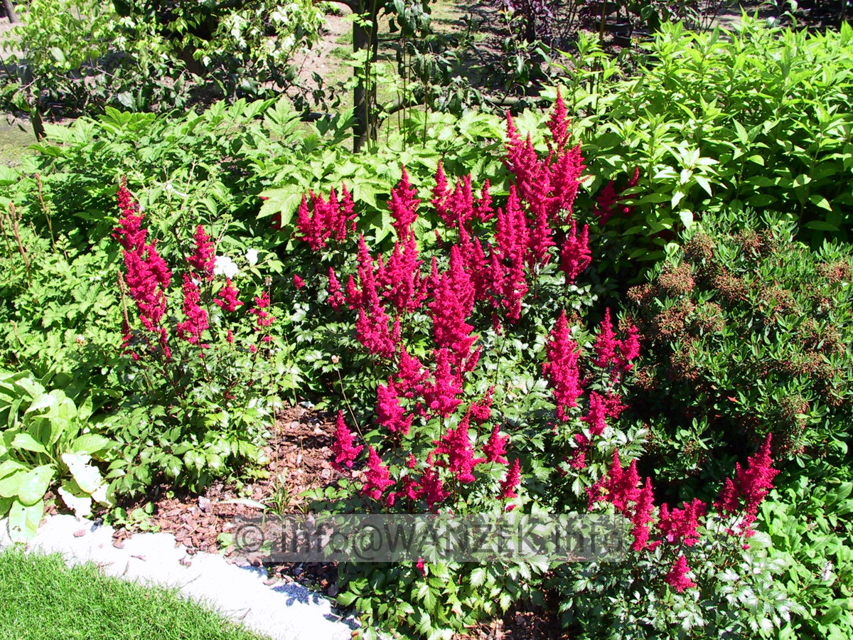 Astilbe arendsii Fanal  50cm bluehend.jpg